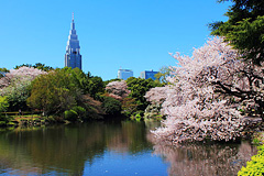 Shinjyuku Gyoen National Garden